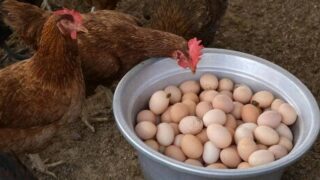 Chicken Eggs Business