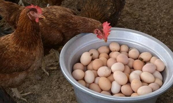 ملکی سیاست میں مرغی اور انڈوں کے چرچے