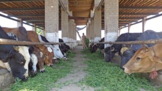 Dairy Cattle Farmers