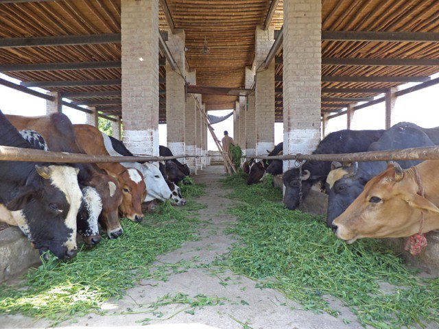Dairy Cattle Farmers