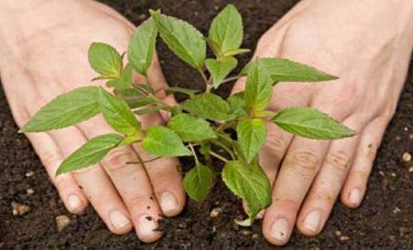 سر سبز پاکستان اور ہماری زندگی (حصہ۔ اول)