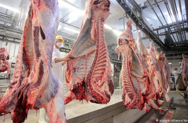 بیمار پولستانی گائیوں کا گوشت، کئی یورپی ممالک میں تشویش