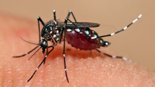 Dengue Mosquito
