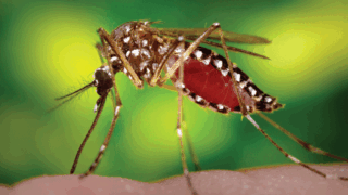 Dengue Mosquitoes