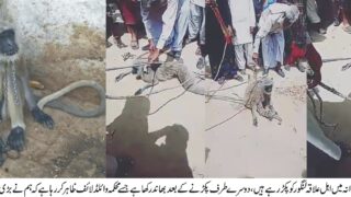 Mustafaabad