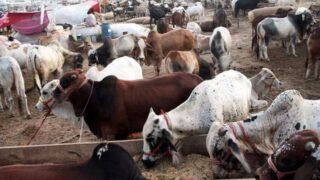 Congo Virus - Qurbani