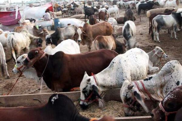 قربانی اور کانگو وائرس