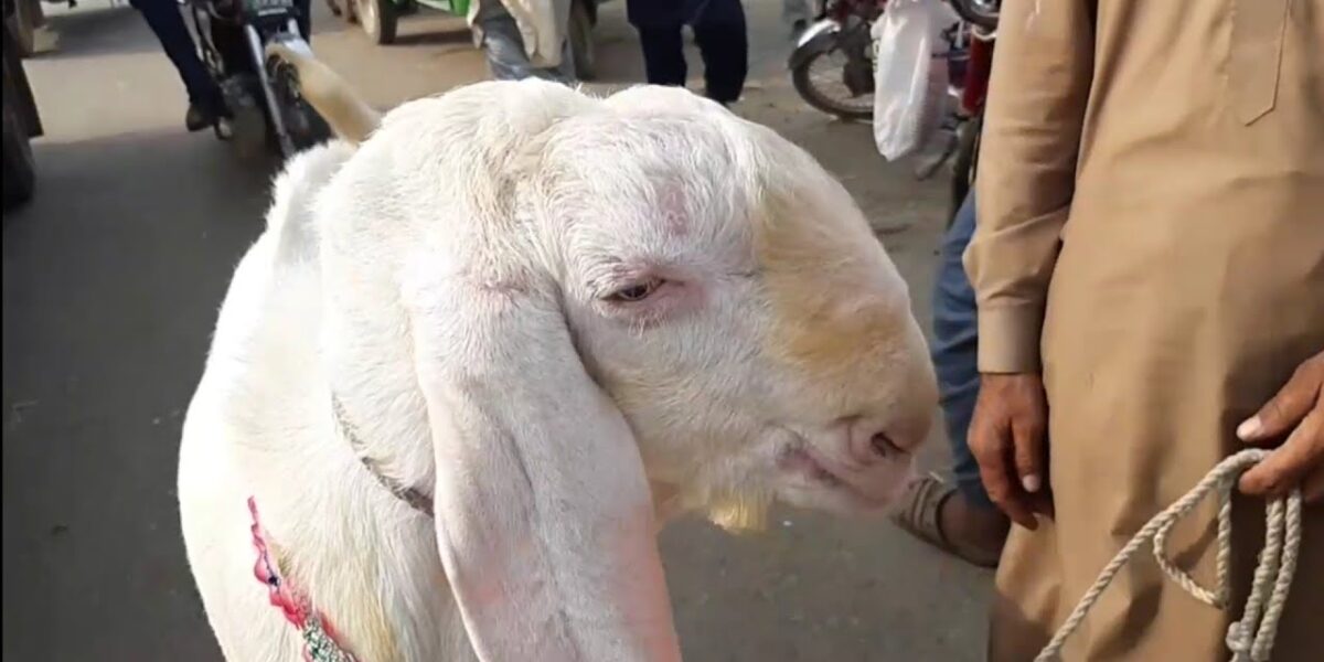 Bakra Eid