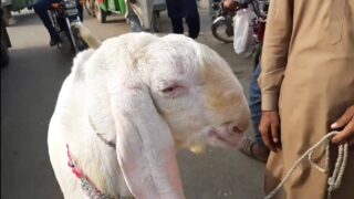 Bakra Eid