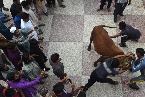 ملک بھر میں عید کے دوسرے روز بھی جانوروں کی قربانی کا سلسلہ جاری