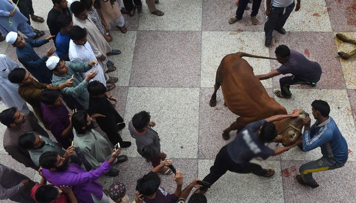 Eid Qurbani