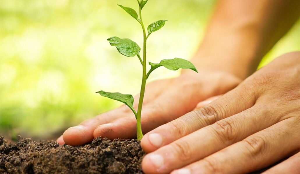 Planting Campaign