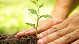 Planting Campaign