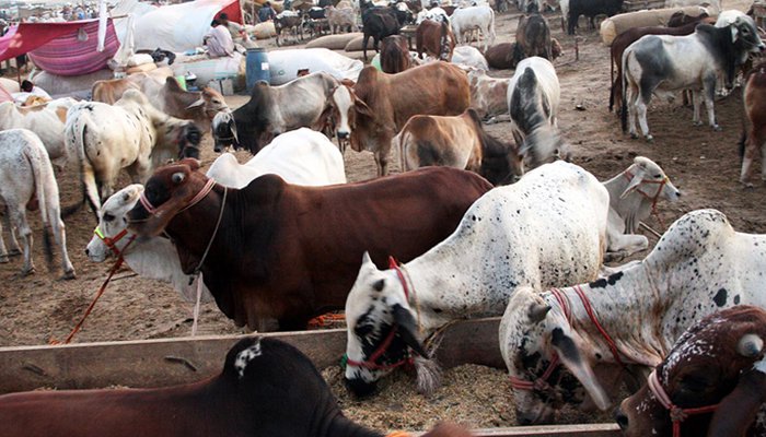 Qurbani Animals