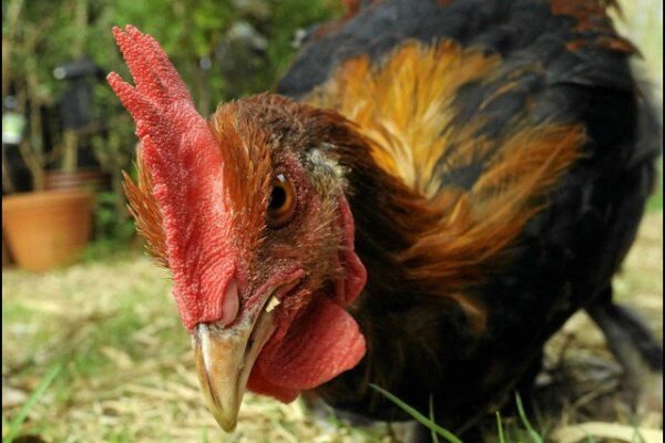 مرغے نے ٹھونگیں مار مار کر خاتون کو قتل کر دیا