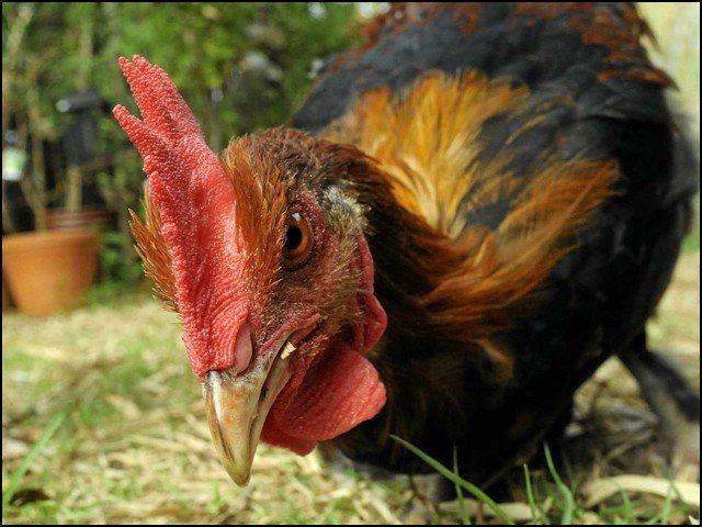 Angry Rooster