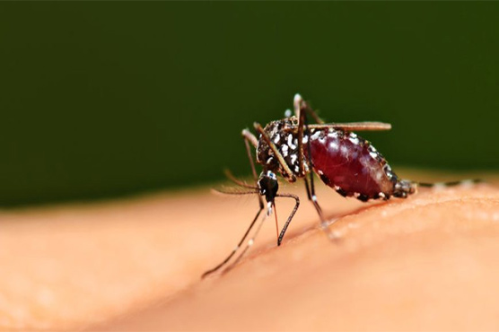 Dengue