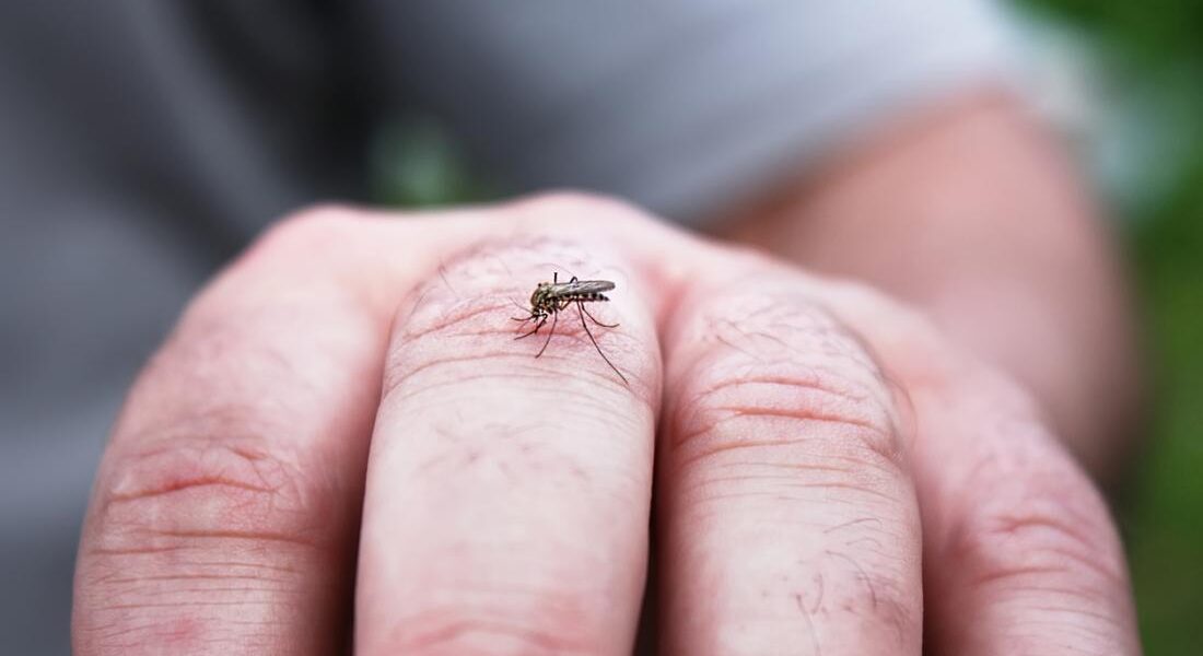 Dengue