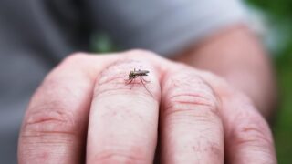 Dengue
