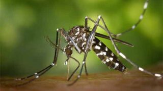 Dengue Virus