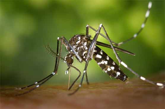 Dengue Virus