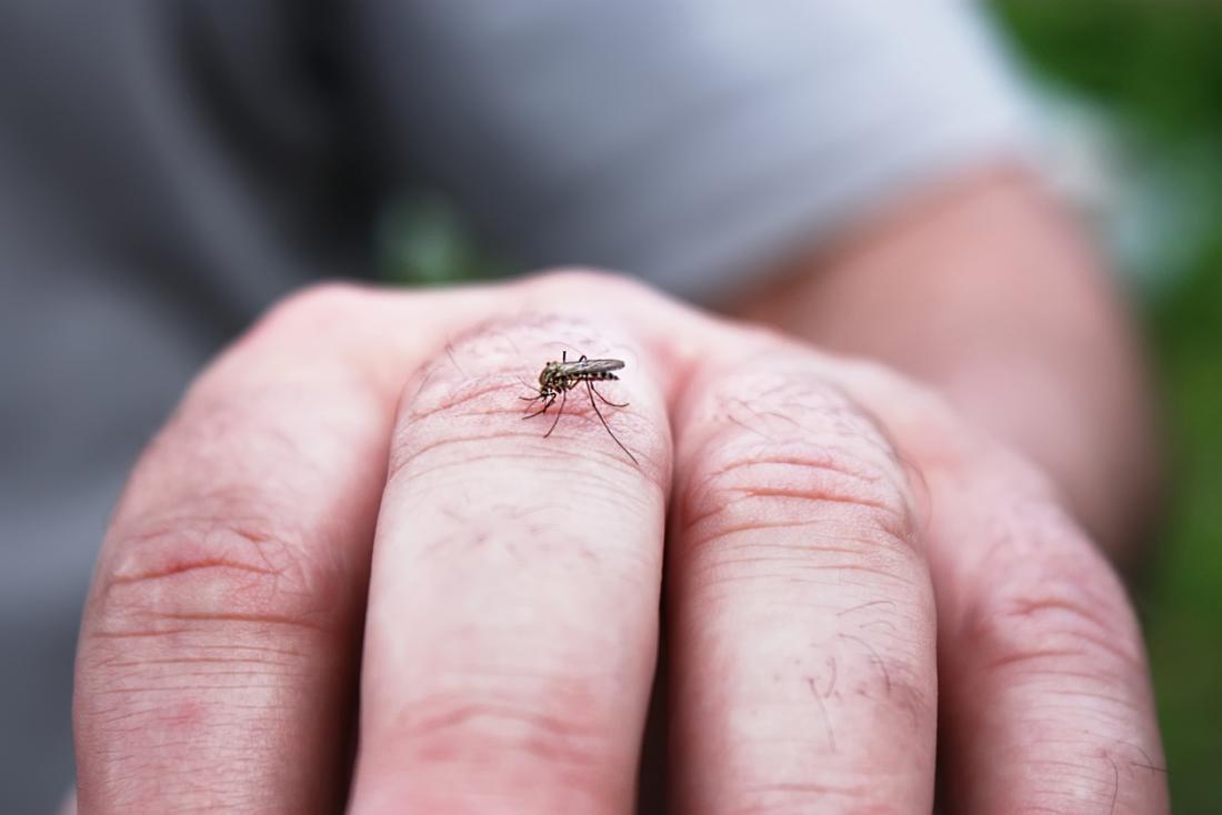 Dengue