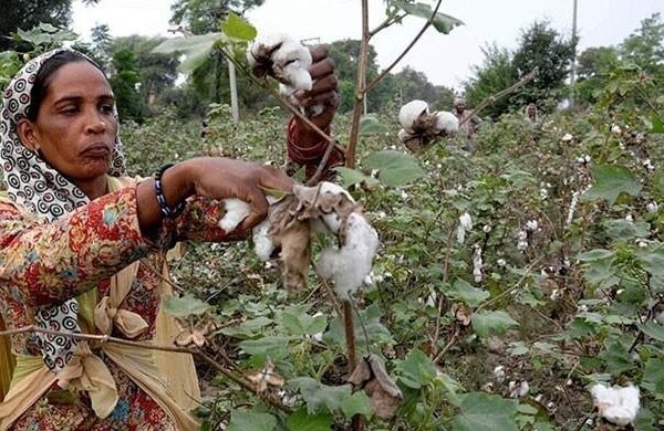 ملک میں آٹا اور چینی کے بعد کپاس بحران سر اٹھانے لگا، پیداوار کم ترین سطح پر