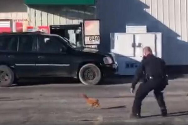 ایک مرغے نے امریکی پولیس اہلکاروں کی دوڑیں لگوا دیں