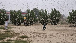 Locusts