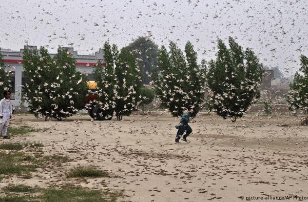 ٹڈیوں کی بے پناہ افزائش، پاکستان نے ایمرجنسی نافذ کر دی