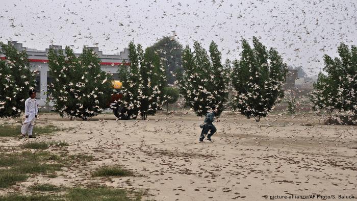 Locusts