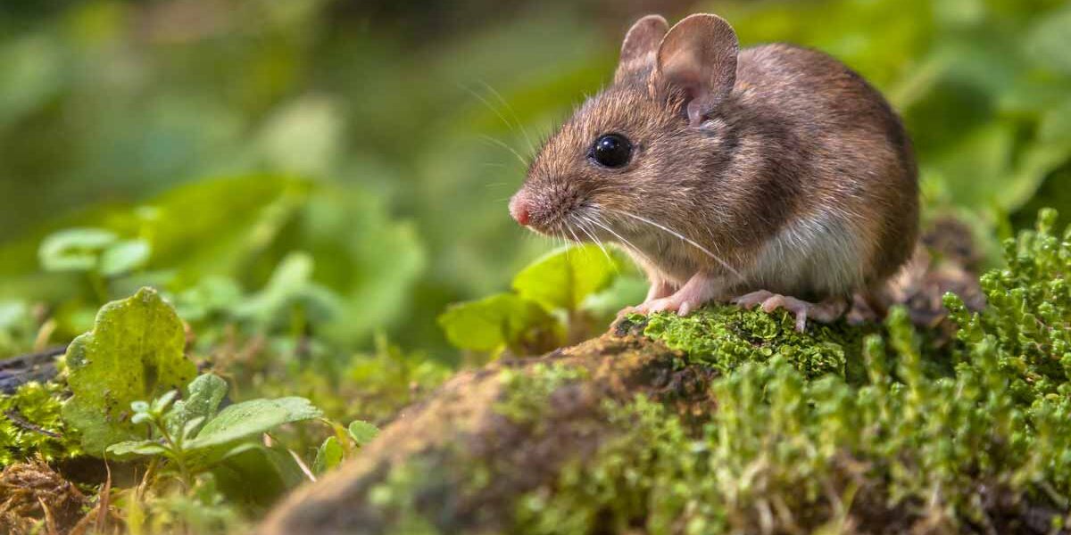 Mice