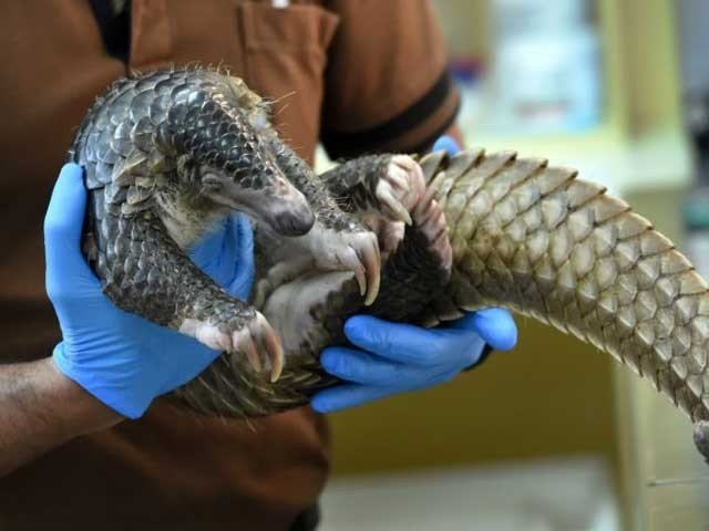Pangolin