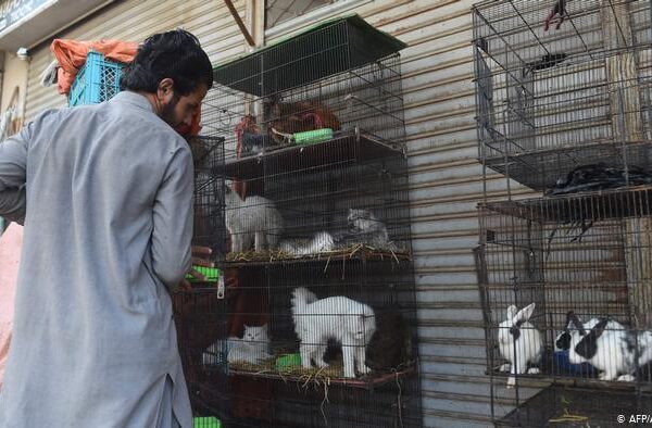 پاکستان لاک ڈاؤن، پنجروں میں بند سینکڑوں جانور ہلاک