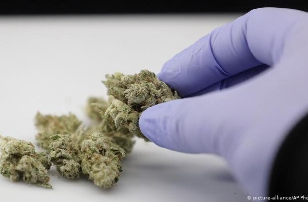 بھنگ یا کینیبیز کا استعمال کووڈ انیس کے علاج کے لیے مفید؟