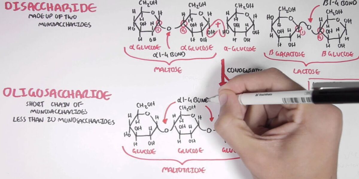 Biochemistry - Carbohydrates