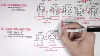 Biochemistry - Carbohydrates