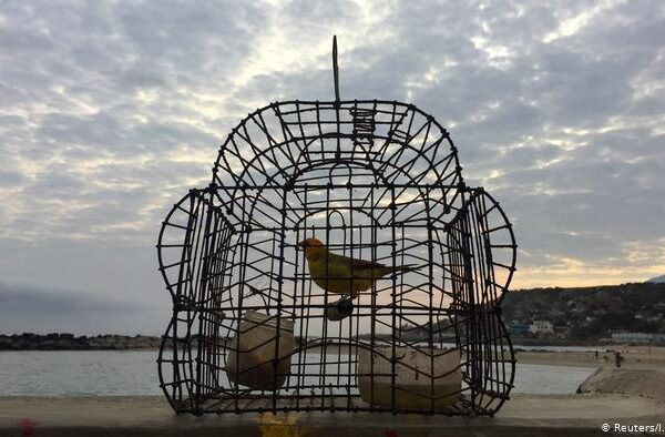 بچی کی جان سے زیادہ قیمتی طوطے