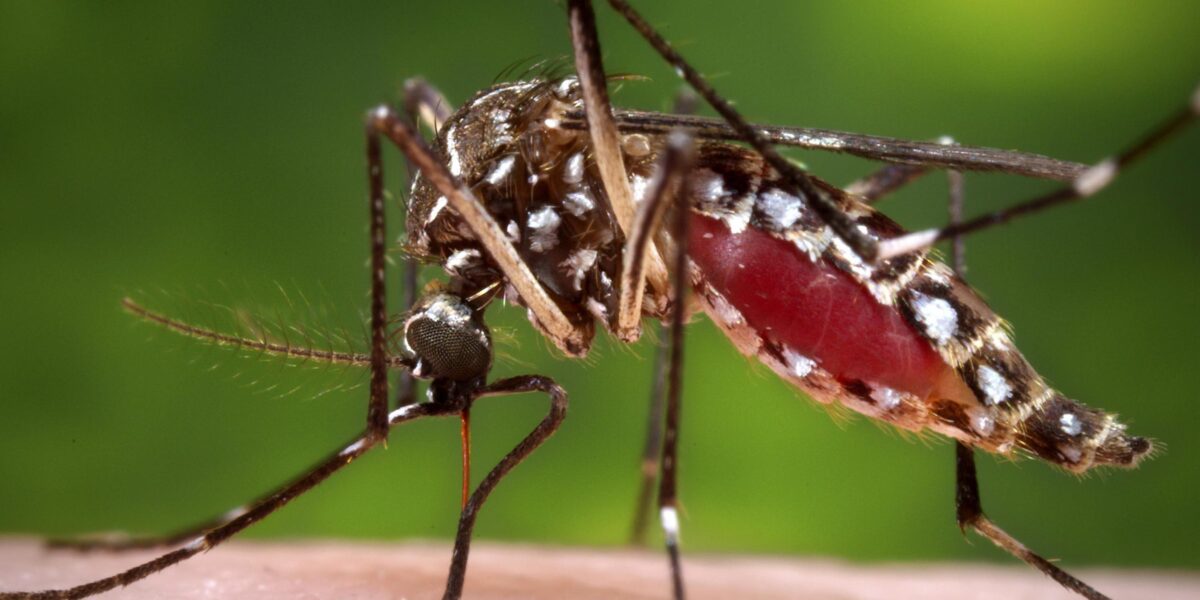 Dengue