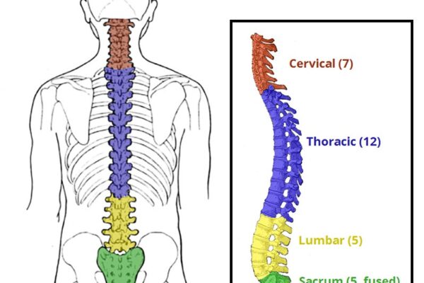 ریڈھ کی ہڈی Vertebral Column