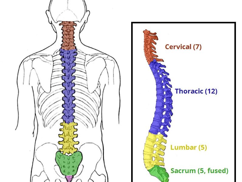 Vertebral Column