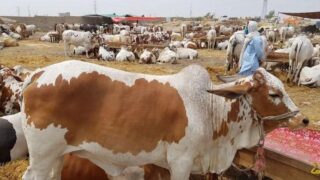 Cattle Market
