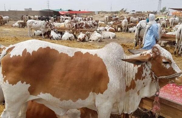 ملک بھر میں مویشی منڈی کے اوقات صبح 6 سے شام 7 بجے تک رکھنے کا فیصلہ