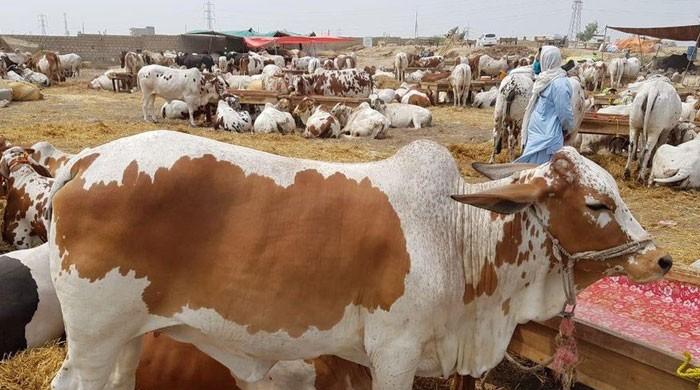 Cattle Market