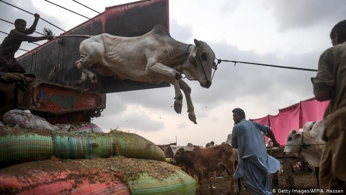 Eid Al-Adha Animal