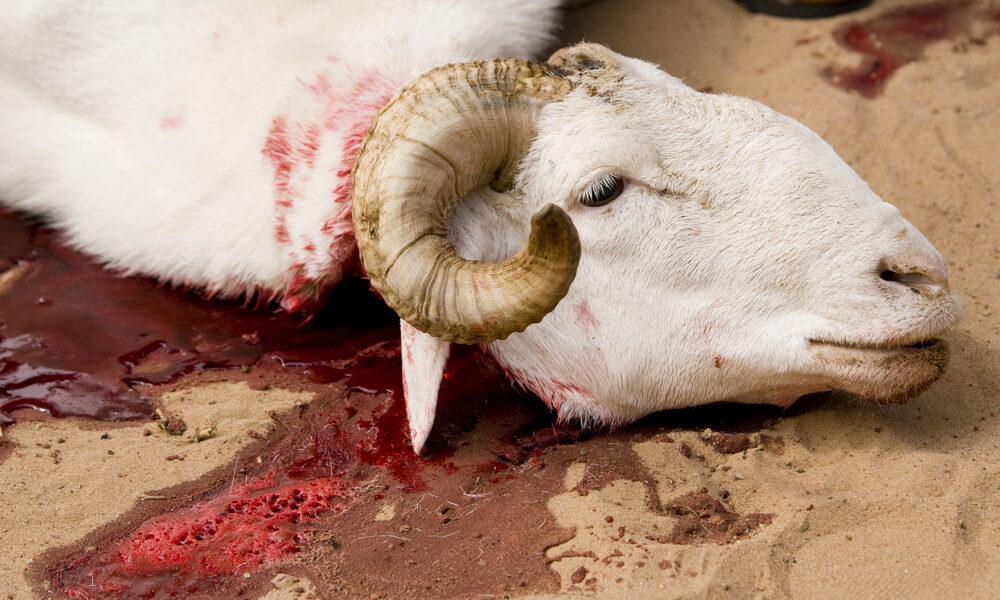 Eid Qurbani
