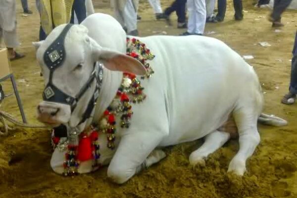 یہ کیسی قربانی ہے
