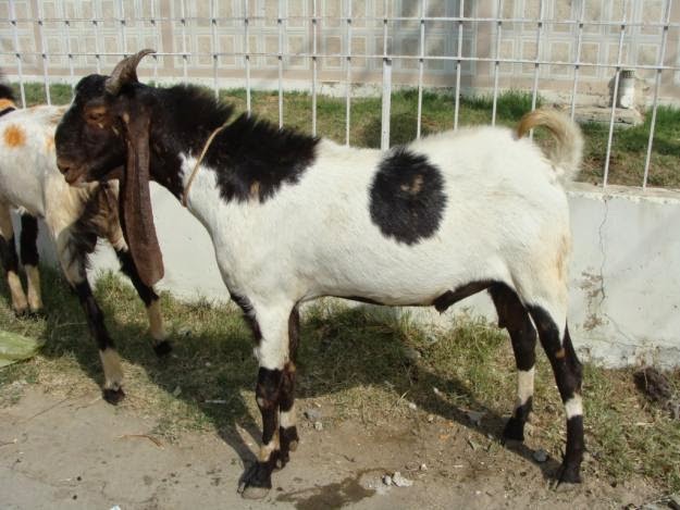 Eid Qurbani