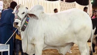 Eid Qurbani