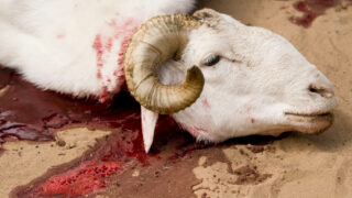 Eid Qurbani